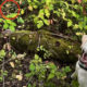 Dog in a leafy garden with a mossy log; a red circle highlights a small dark animal hidden among the leaves.