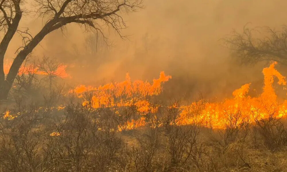 Dry brush and grass on fire in a wildfire, with orange flames and smoke among leafless trees in the background.