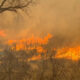 Dry brush and grass on fire in a wildfire, with orange flames and smoke among leafless trees in the background.