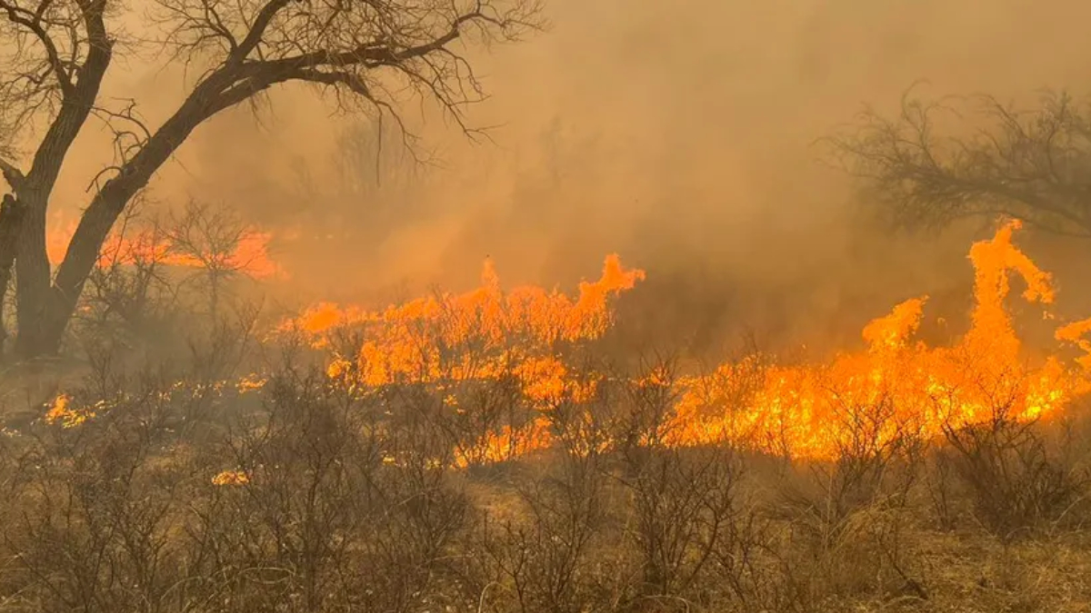 Dry brush and grass on fire in a wildfire, with orange flames and smoke among leafless trees in the background.