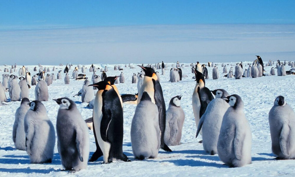 A snowy Antarctic scene with a large colony of penguins standing on the ice, including adults and fluffy chicks, under a clear blue sky.