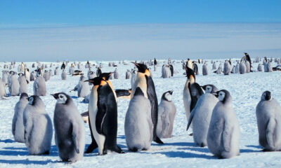 A snowy Antarctic scene with a large colony of penguins standing on the ice, including adults and fluffy chicks, under a clear blue sky.