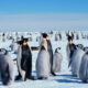 A snowy Antarctic scene with a large colony of penguins standing on the ice, including adults and fluffy chicks, under a clear blue sky.
