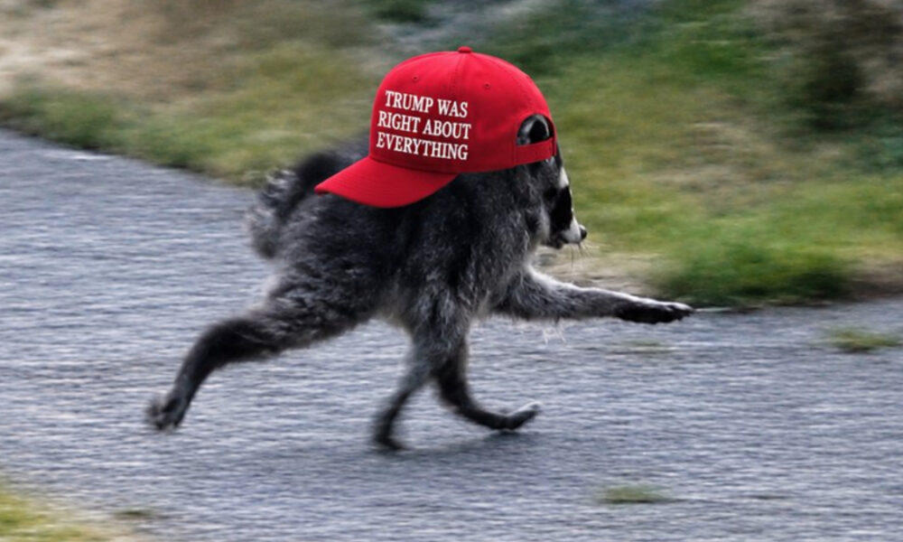 Dog running on a paved path wearing a red cap that reads 'TRUMP WAS RIGHT ABOUT EVERYTHING'.