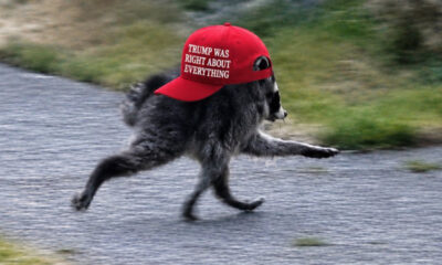 Dog running on a paved path wearing a red cap that reads 'TRUMP WAS RIGHT ABOUT EVERYTHING'.