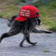 Dog running on a paved path wearing a red cap that reads 'TRUMP WAS RIGHT ABOUT EVERYTHING'.