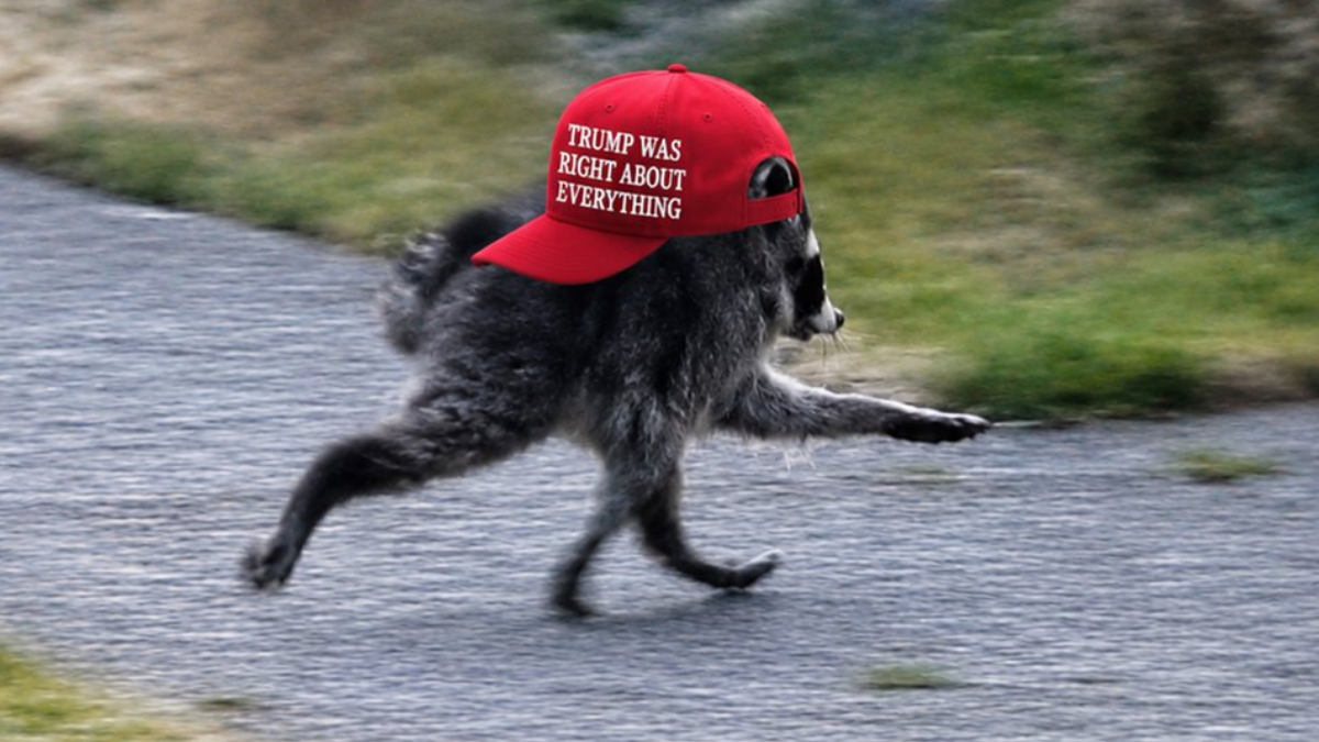 Dog running on a paved path wearing a red cap that reads 'TRUMP WAS RIGHT ABOUT EVERYTHING'.