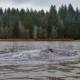A large gray whale surfaces in a calm lake, with a pine forest along the distant shore under cloudy skies.
