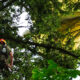 Rescuer in helmet and harness climbs a tall mossy tree, ropes secured, with a large yellow tarp tangled in the branches above.