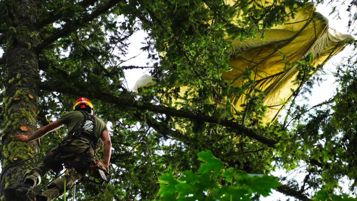 Rescuer in helmet and harness climbs a tall mossy tree, ropes secured, with a large yellow tarp tangled in the branches above.