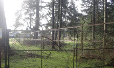 Chain-link fence gate enclosing a grassy, wooded area with fallen branches and tall trees in the background; a yellow sign on a post to the left.