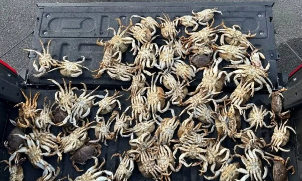 Many small crabs piled in the bed of a pickup truck, filling the space densely beneath a tailgate.
