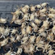 Many small crabs piled in the bed of a pickup truck, filling the space densely beneath a tailgate.