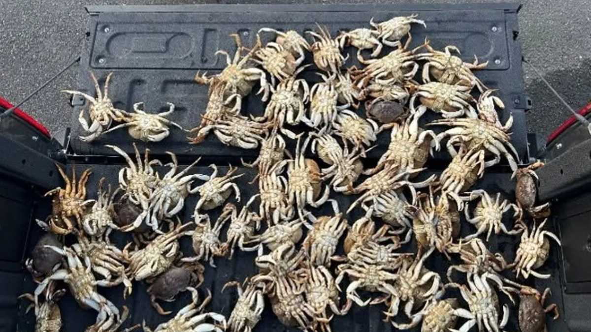 Many small crabs piled in the bed of a pickup truck, filling the space densely beneath a tailgate.