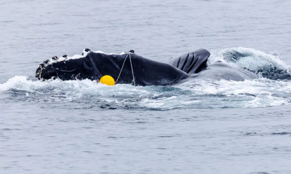 Whale surface with a bright yellow buoy attached by a rope floating nearby in the sea.