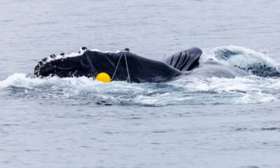 Whale surface with a bright yellow buoy attached by a rope floating nearby in the sea.