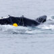 Whale surface with a bright yellow buoy attached by a rope floating nearby in the sea.