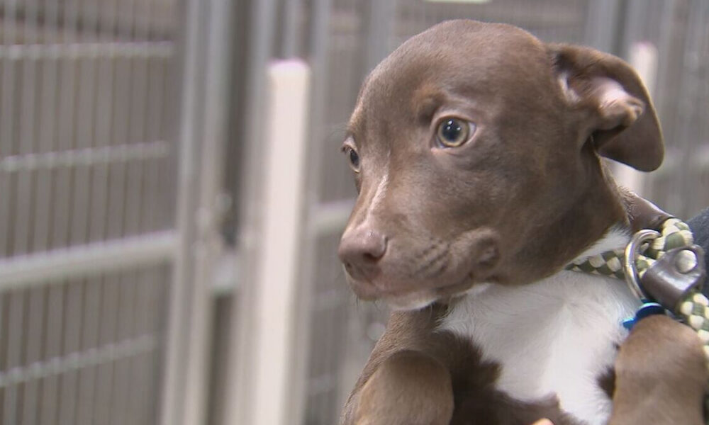 Brown and white puppy wearing a checkered collar, being held up in front of a kennel fence in a shelter setting.