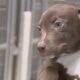 Brown and white puppy wearing a checkered collar, being held up in front of a kennel fence in a shelter setting.