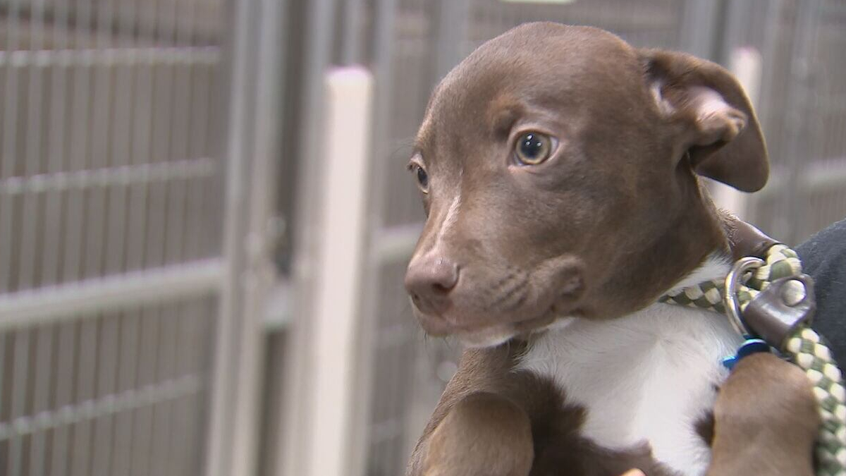Brown and white puppy wearing a checkered collar, being held up in front of a kennel fence in a shelter setting.