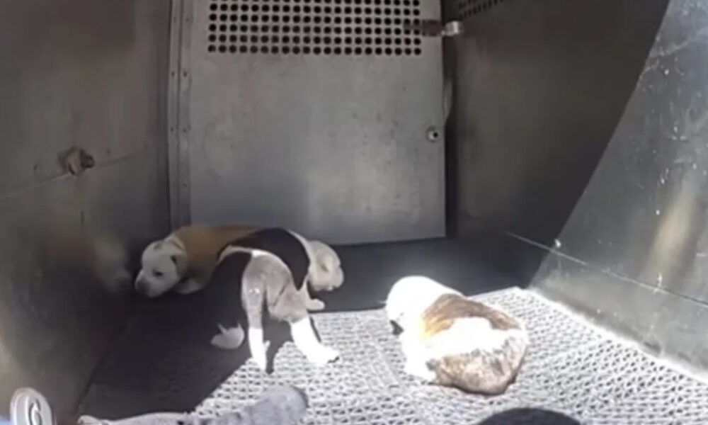 Three small puppies lie on a metal grate inside a dimly lit crate or enclosure, resting together.