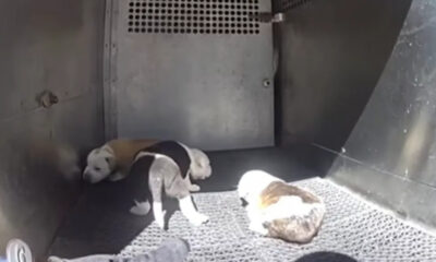 Three small puppies lie on a metal grate inside a dimly lit crate or enclosure, resting together.