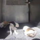 Three small puppies lie on a metal grate inside a dimly lit crate or enclosure, resting together.
