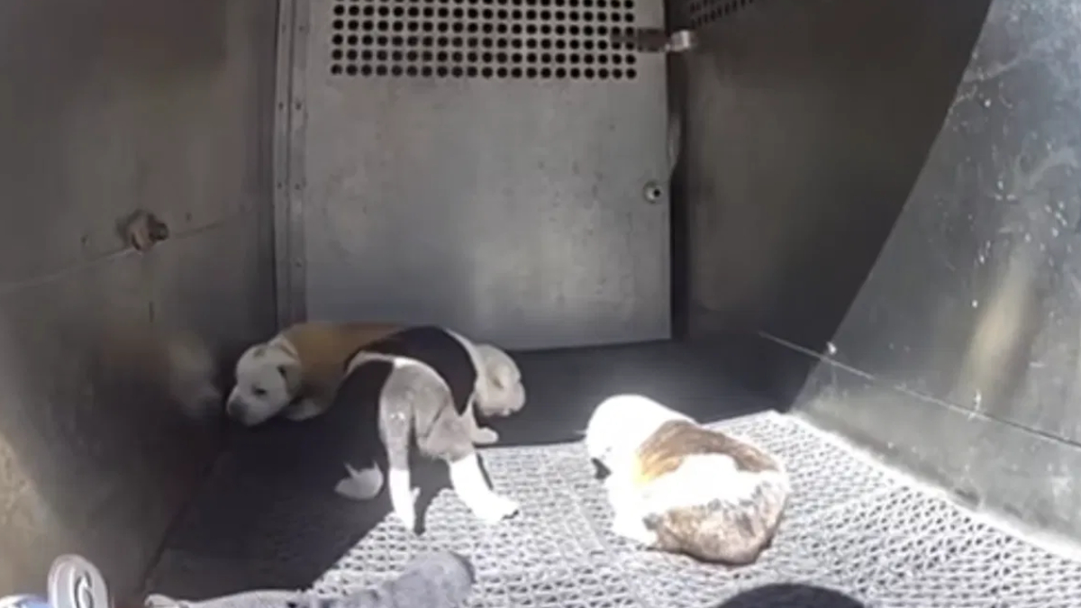 Three small puppies lie on a metal grate inside a dimly lit crate or enclosure, resting together.