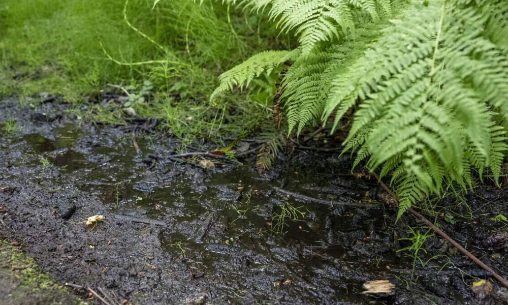 Muddy ground with a shallow puddle beside lush green ferns on the right side of the frame