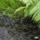Muddy ground with a shallow puddle beside lush green ferns on the right side of the frame
