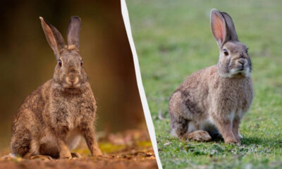 Two rabbits shown side by side, left in a warm autumn setting and right on a grassy field, separated by a curved white divider.