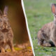 Two rabbits shown side by side, left in a warm autumn setting and right on a grassy field, separated by a curved white divider.