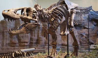 Tyrannosaurus rex skeleton on display in a museum with a rocky backdrop and open jaws showing teeth.