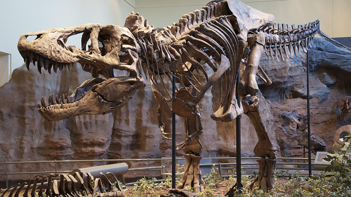Tyrannosaurus rex skeleton on display in a museum with a rocky backdrop and open jaws showing teeth.