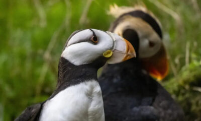 Two puffins face-to-face, beaks touching in a grassy, green background.