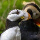 Two puffins face-to-face, beaks touching in a grassy, green background.