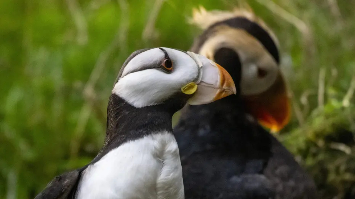 Two puffins face-to-face, beaks touching in a grassy, green background.