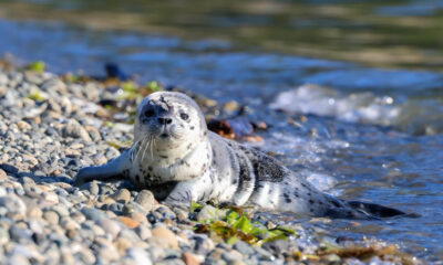 Harbor seal pup resting on a rocky pebble beach by calm blue water, facing the camera.