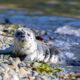 Harbor seal pup resting on a rocky pebble beach by calm blue water, facing the camera.