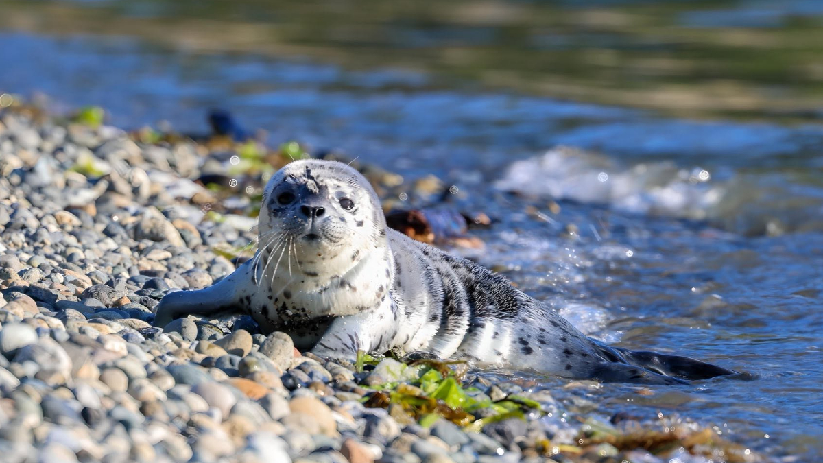 Harbor seal pup resting on a rocky pebble beach by calm blue water, facing the camera.