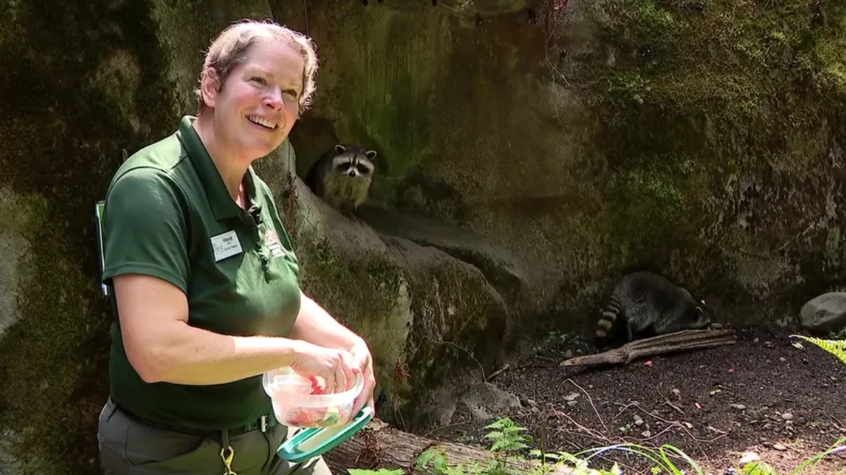 Zoo keeper in a green uniform offers fruit from a container while a ring-tailed lemur peers out from a rock crevice behind her.