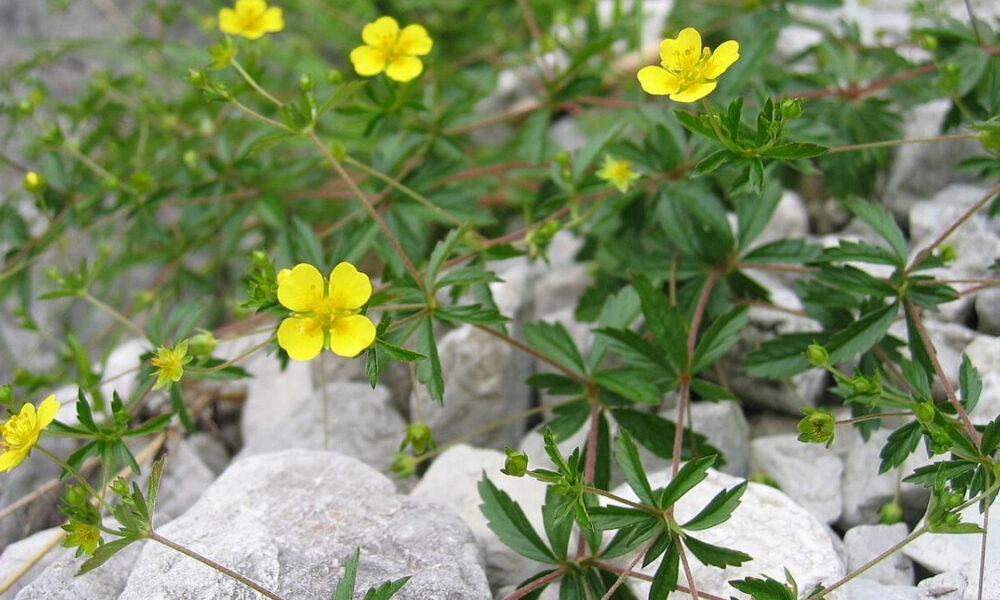 Low-lying plant with small yellow five-petaled flowers growing among gray rocks and pebbles on a hillside.