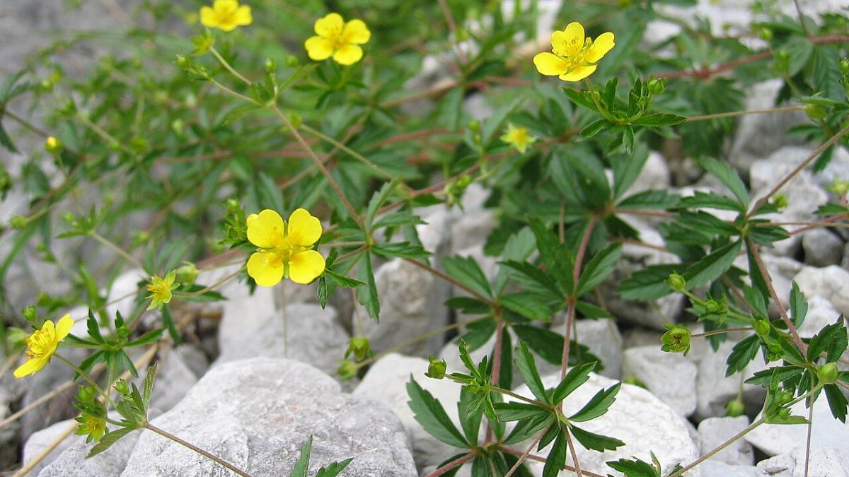 Low-lying plant with small yellow five-petaled flowers growing among gray rocks and pebbles on a hillside.