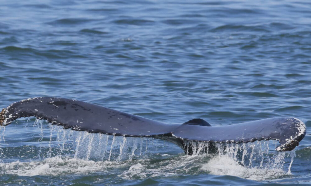 Whale fluke rising above the water as it dives, with water drips trailing from the tailfin.