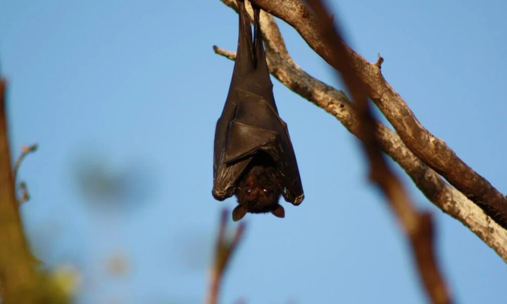 Bat hanging upside down from a branch against a clear blue sky.