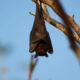Bat hanging upside down from a branch against a clear blue sky.