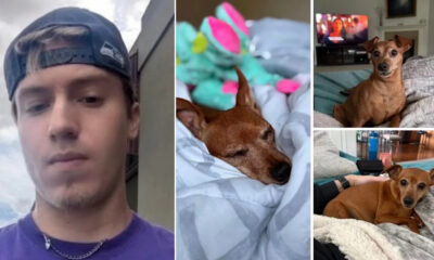 Left: man taking a selfie; center: brown dog asleep in blankets; right: dog on a sofa in two photos.
