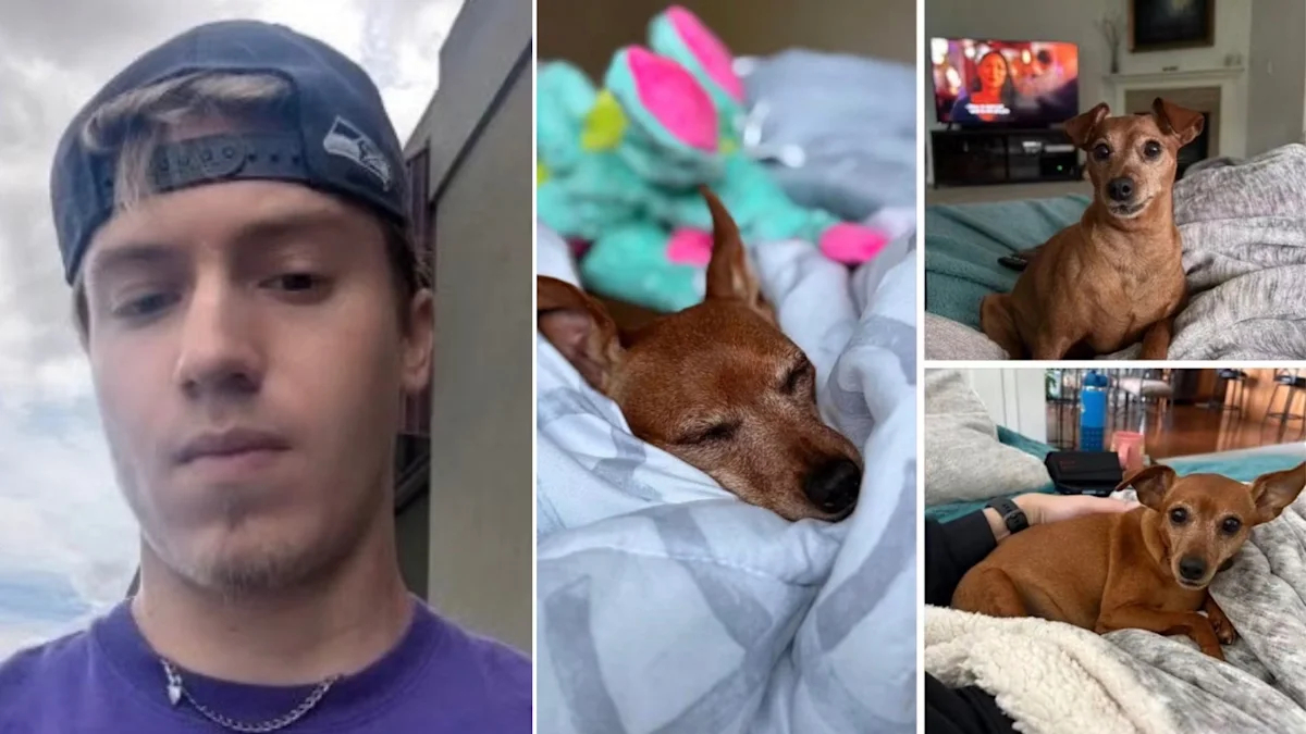 Left: man taking a selfie; center: brown dog asleep in blankets; right: dog on a sofa in two photos.