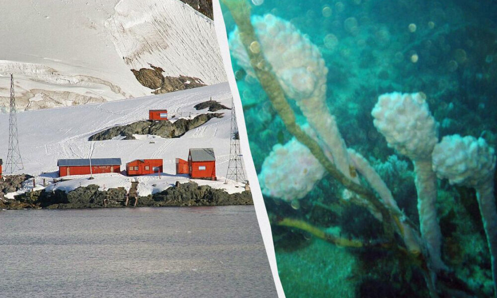Split-scene: Antarctic research base with red buildings on rocky shore, snowfields in the background, calm water in foreground.