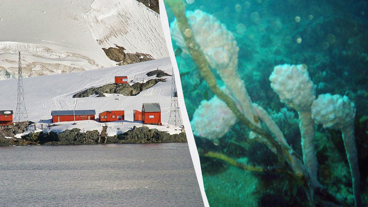 Split-scene: Antarctic research base with red buildings on rocky shore, snowfields in the background, calm water in foreground.